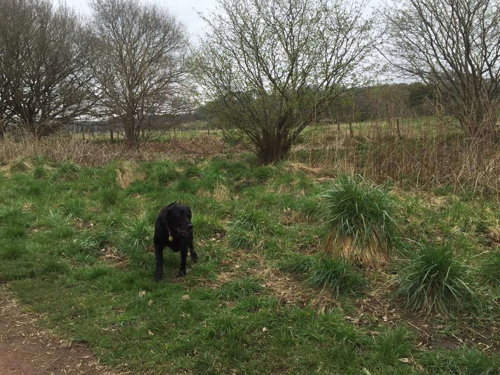 Wombourne Dog Walker tweet media