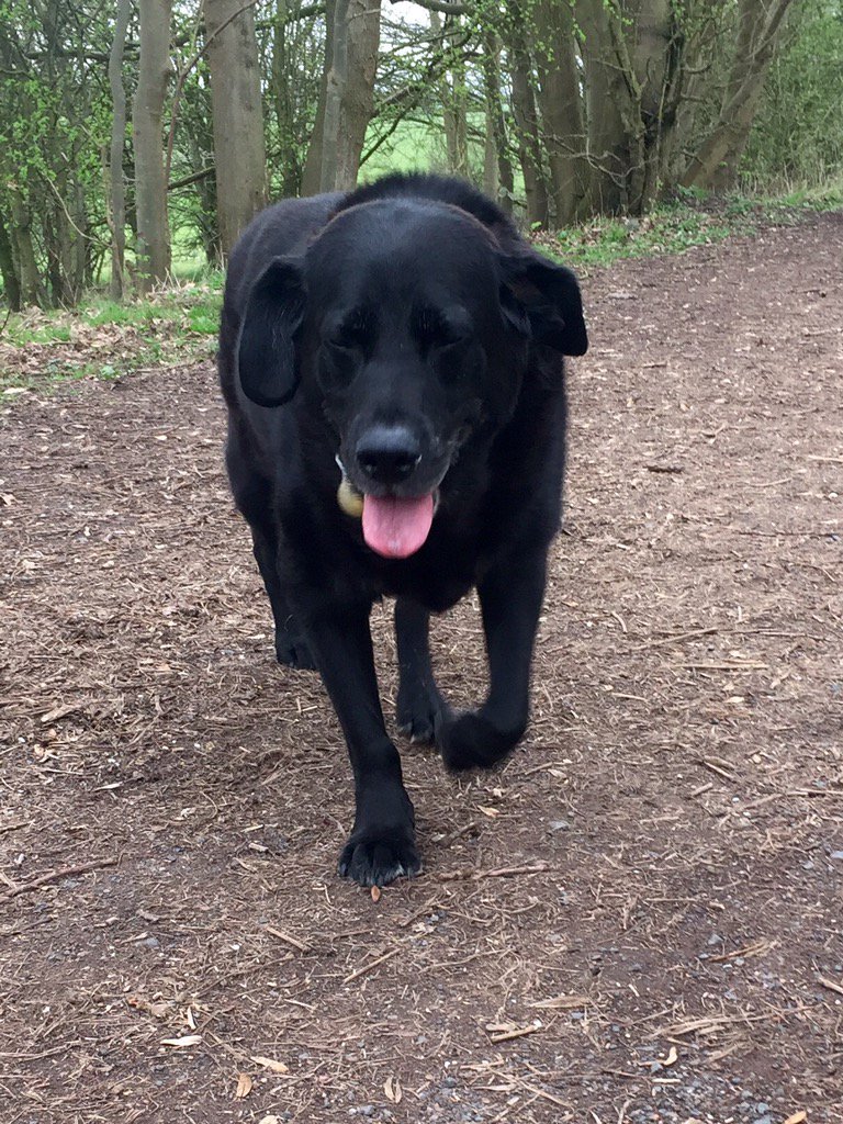 Wombourne Dog Walker tweet media