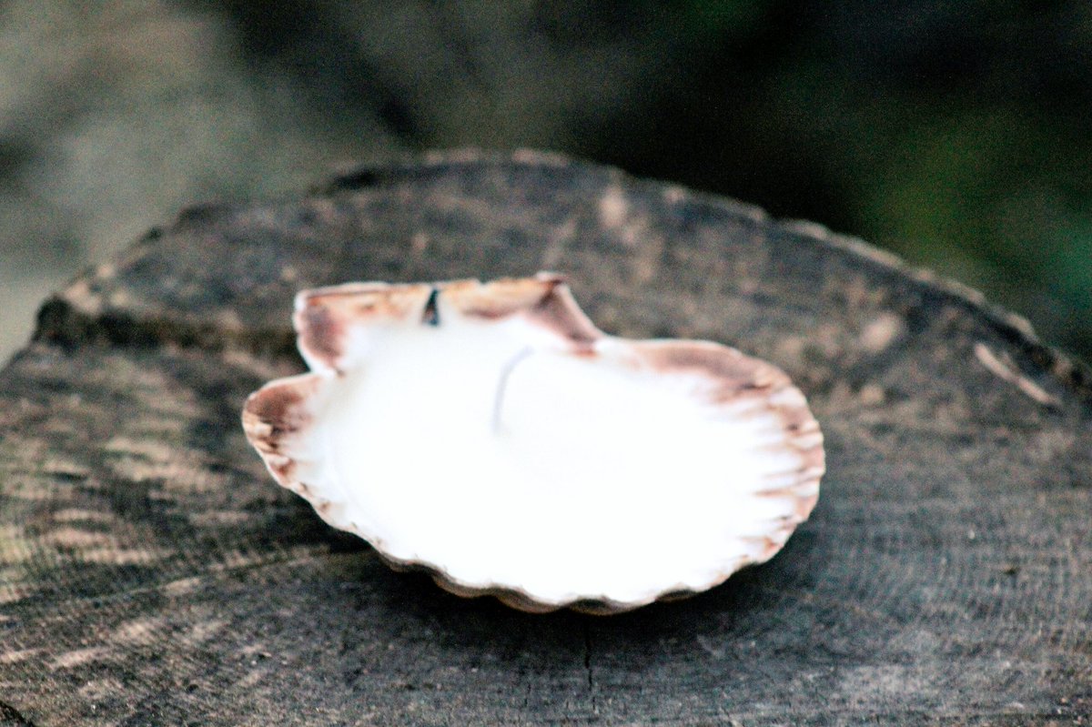 CornishSealight's tweet photo. Our new scents are perfect for summer! #summer #CornishSealights https://t.co/FaqCKrNe5F