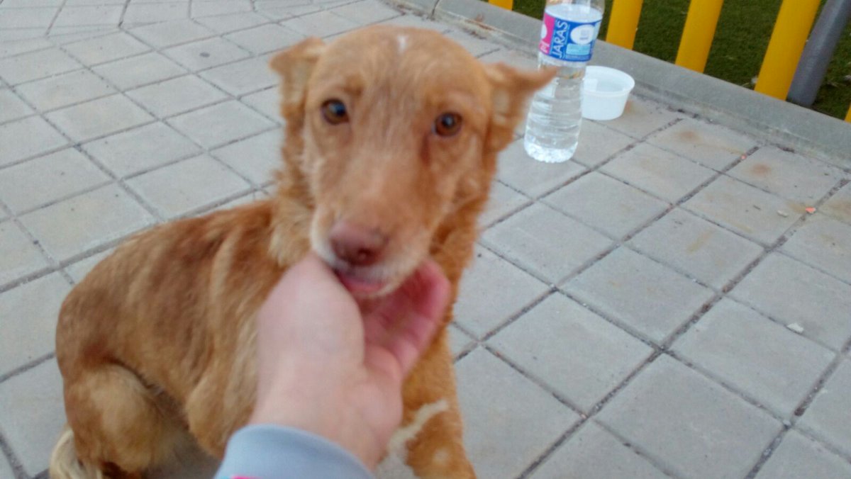 AlbaIceCream's tweet photo. SE BUSCA HOGAR PARA ESTA COSA TAN BONITA EN GRANADA. Se lo han encontrado y no se lo pueden quedar. ¿Alguien? RT por favor. https://t.co/NBqyarX008
