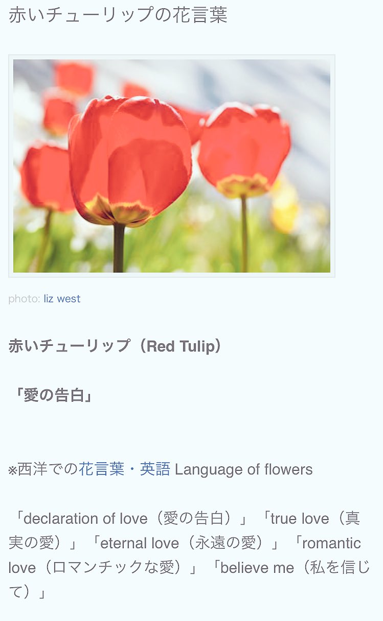 Kukka チューリップって 花の色ごとに 花言葉が違うらしいんですが このチューリップ実際見ると 赤でもピンクでもあって ２つの花言葉を見たら素敵だったので この子は赤とピンクのハーフです 私が調べた花言葉は これです 素敵だなあ どれも