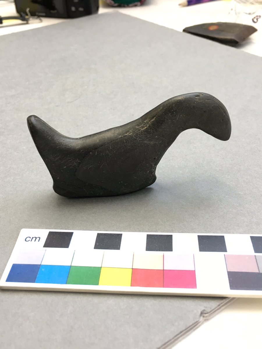 Not everyday you get a tiny dinosaur on your desk for conservation !! <a href="/MAACambridge/">Museum of Archaeology and Anthropology</a> #doggydinosaur