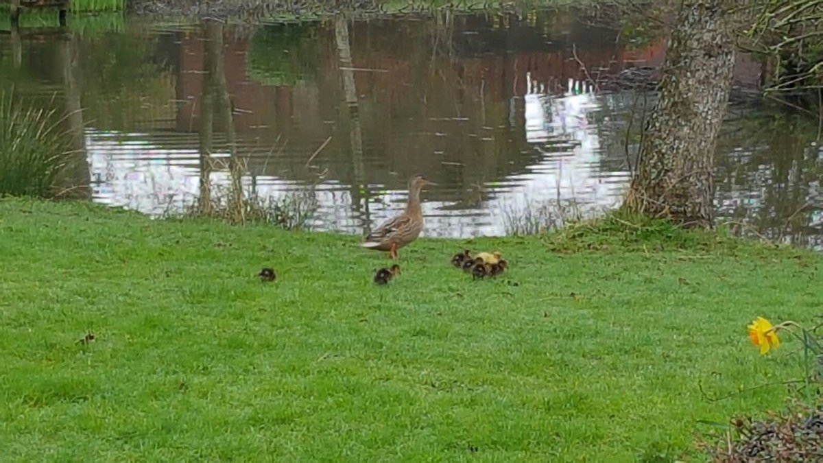 PoolsAshlea's tweet photo. #ducklings #spring #lodges #lake #pond #sun #mother #hottubs #countrylife #luxury #pamper #ashleapools #holiday #children #couples https://t.co/AK8FGVeGDA