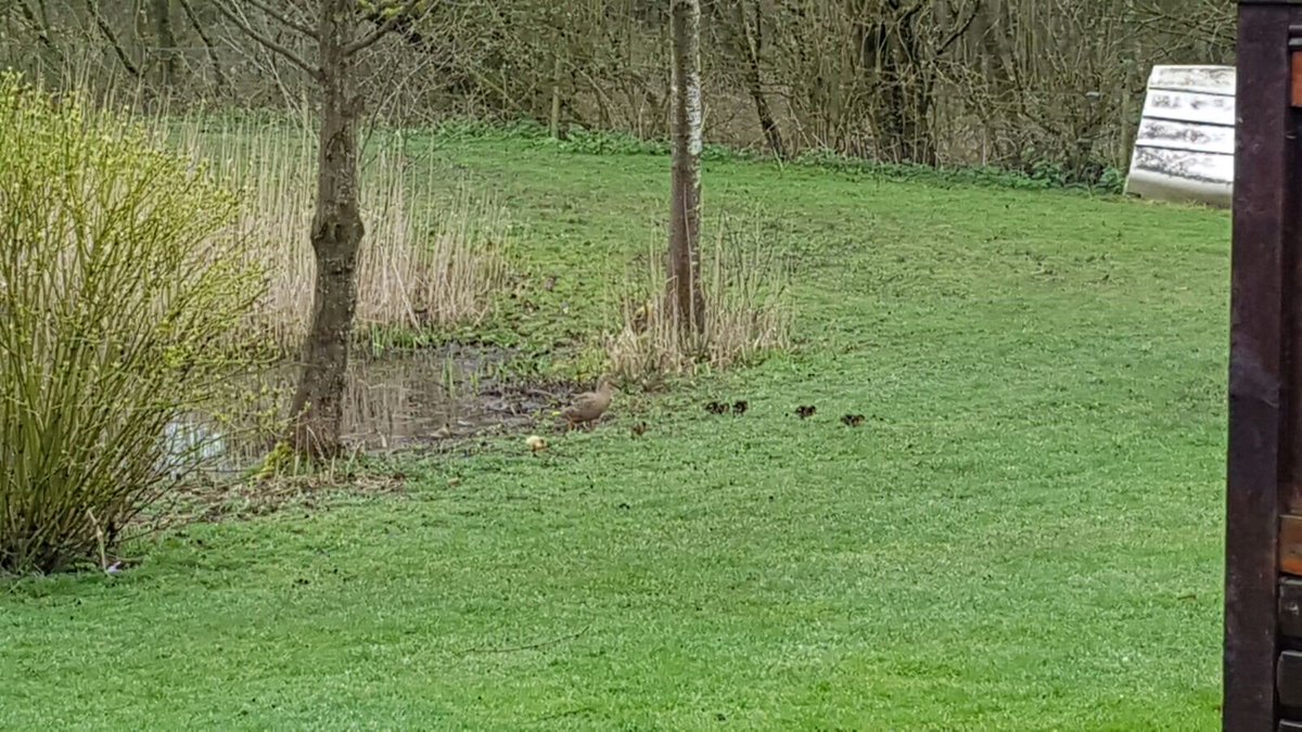 PoolsAshlea's tweet photo. #ducklings #spring #lodges #lake #pond #sun #mother #hottubs #countrylife #luxury #pamper #ashleapools #holiday #children #couples https://t.co/AK8FGVeGDA