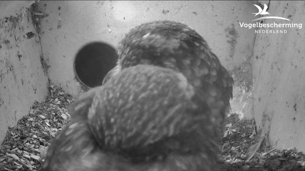 Nestkast steenuilen @beleefdelente is net een weerhuisje: met zon naar buiten, en nu het bewolkt is zitten ze binnen!