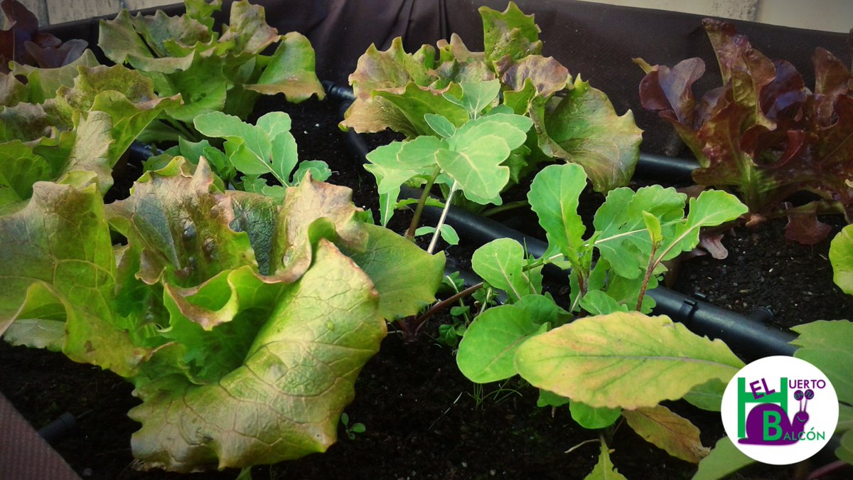 Huertoybalcon's tweet photo. Parece que vuelve el #buen #tiempo de #primavera. ¿Te apetece una rica #ensalada de #lechuga y #rúcula? Vive la #experiencia en tu #hogar ;) https://t.co/zuSRlazhM5