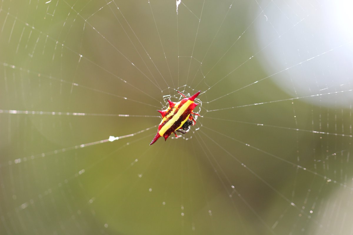Spiders use bright colours to attract prey, they even orient themselves to increase attractiveness #biologyletters bit.ly/BejewelledSpid…