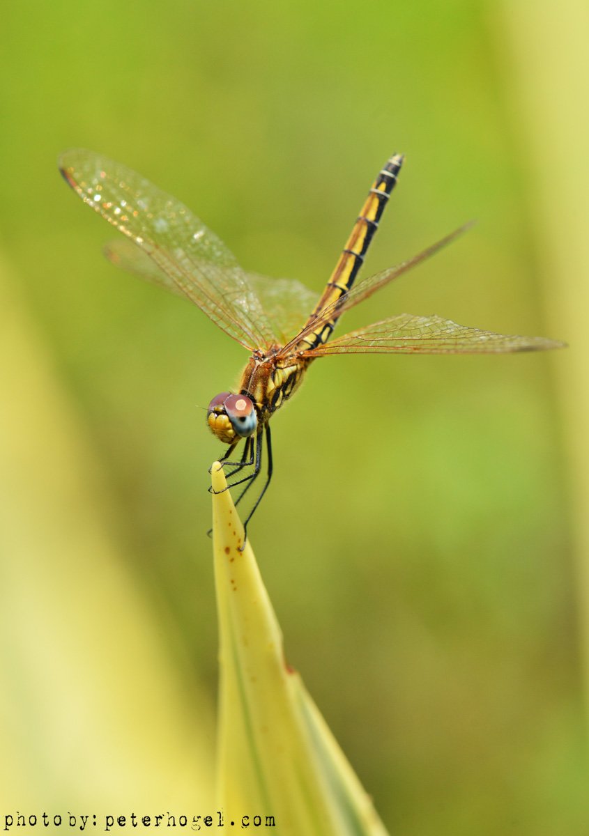 EdenAdventureug's tweet photo. They may be small but their beauty is captivating!! Plenty of insects in #Uganda for all our #insectlovers https://t.co/SVyzzBNEpc