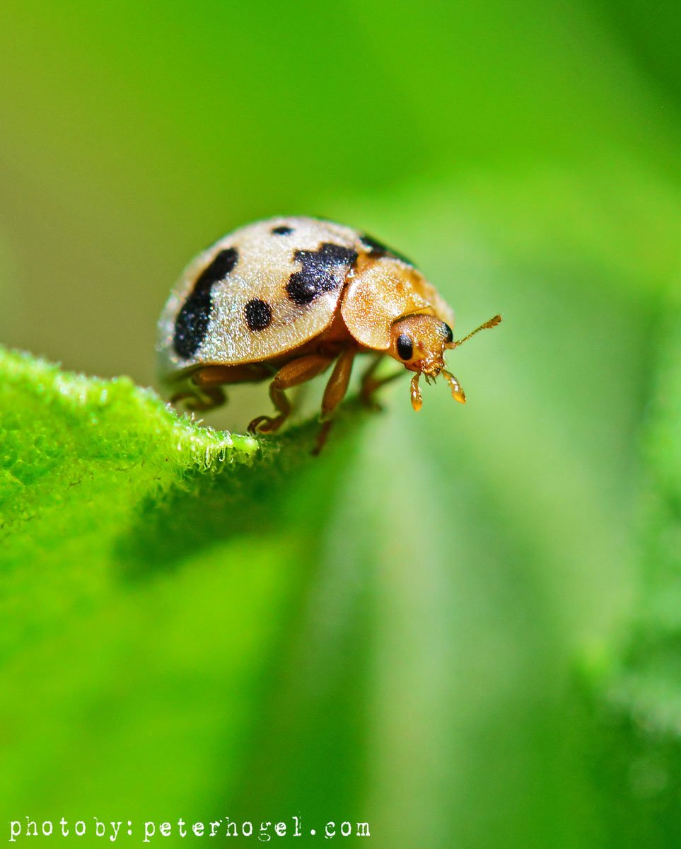 EdenAdventureug's tweet photo. They may be small but their beauty is captivating!! Plenty of insects in #Uganda for all our #insectlovers https://t.co/SVyzzBNEpc