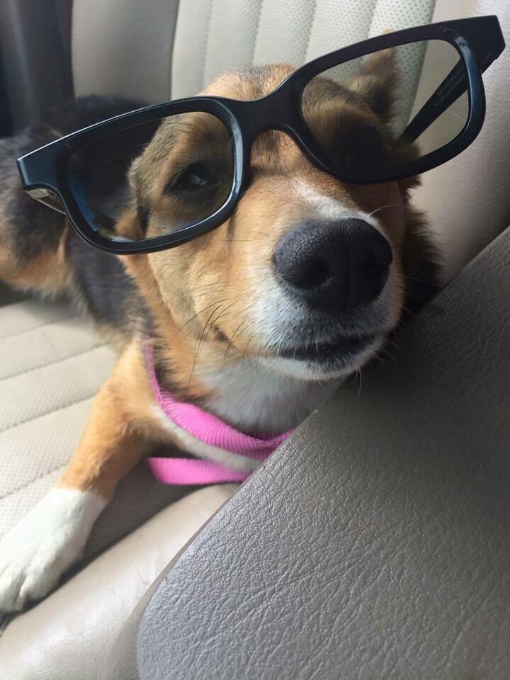 AubreeKrys's tweet photo. @ChioNation @MixPhiladelphia @NicoleisNik  human food makes us dogs smart https://t.co/BmHwFLBIMT