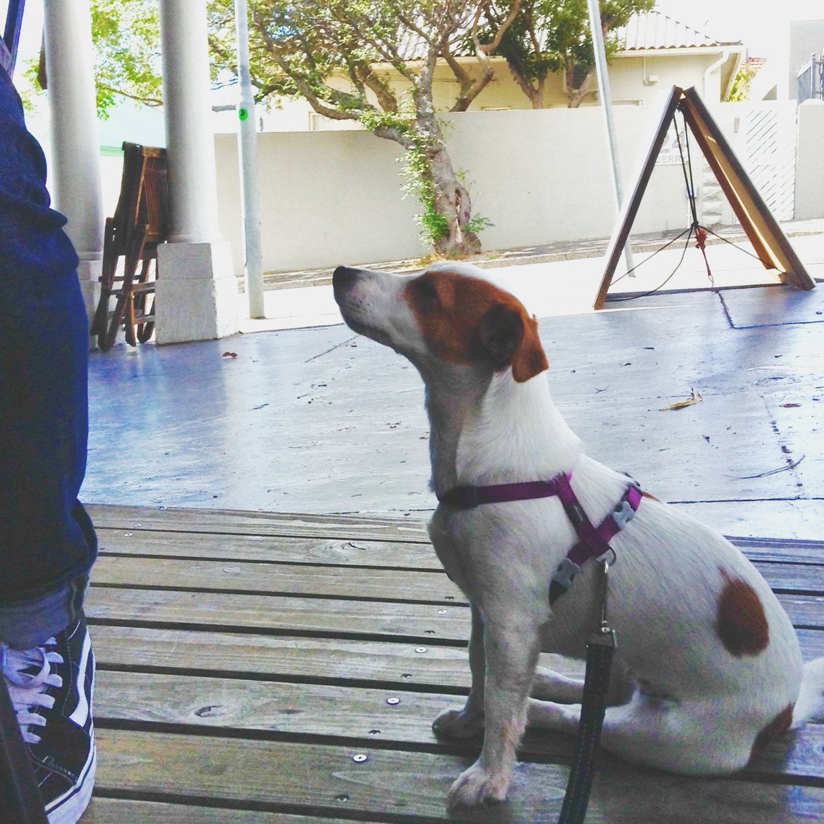 It's a dogs life when you just want a burger too #burgerjoint #lifeatredsofa