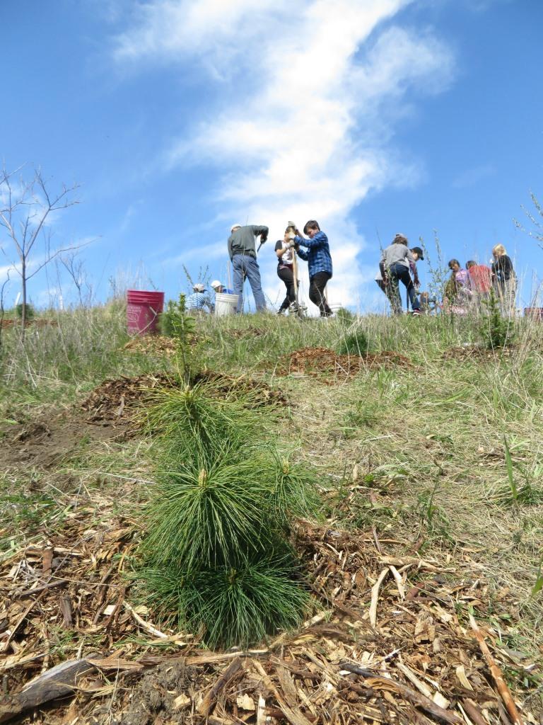 frwatershed's tweet image. First Community #tree #planting of the year! Give #nature a helping hand - Saturday April 8th @ 1:30pm Email info@frw.ca #Volunteer #toronto