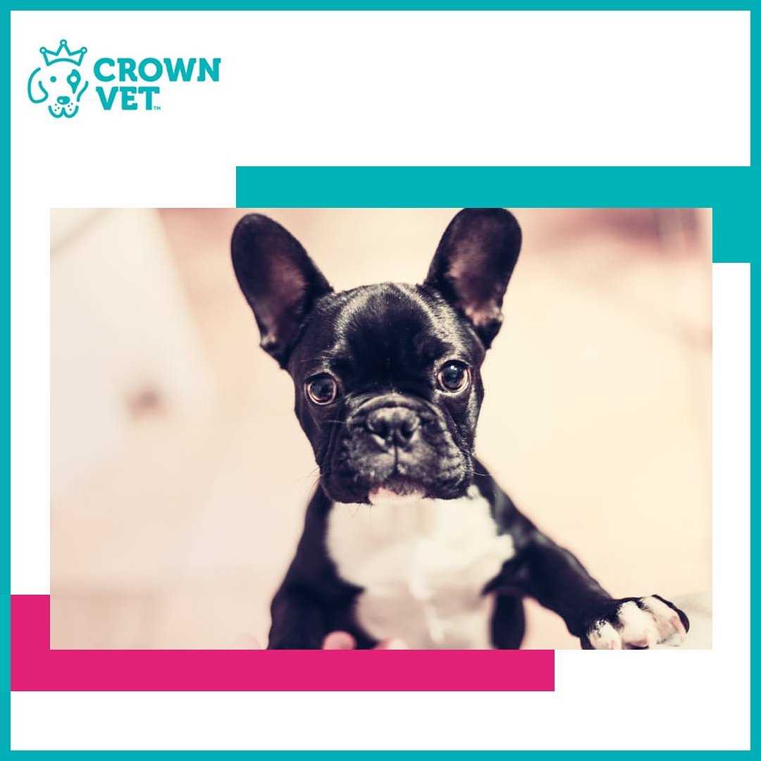 TheCrownVet's tweet photo. #crownvetcuteness #puppy #animallovers #thecrownvet #instapets #pawsome #doglovers #igpets #dailyfluff #pawsome #furfriends #cuteanimals https://t.co/WVfJloI9md