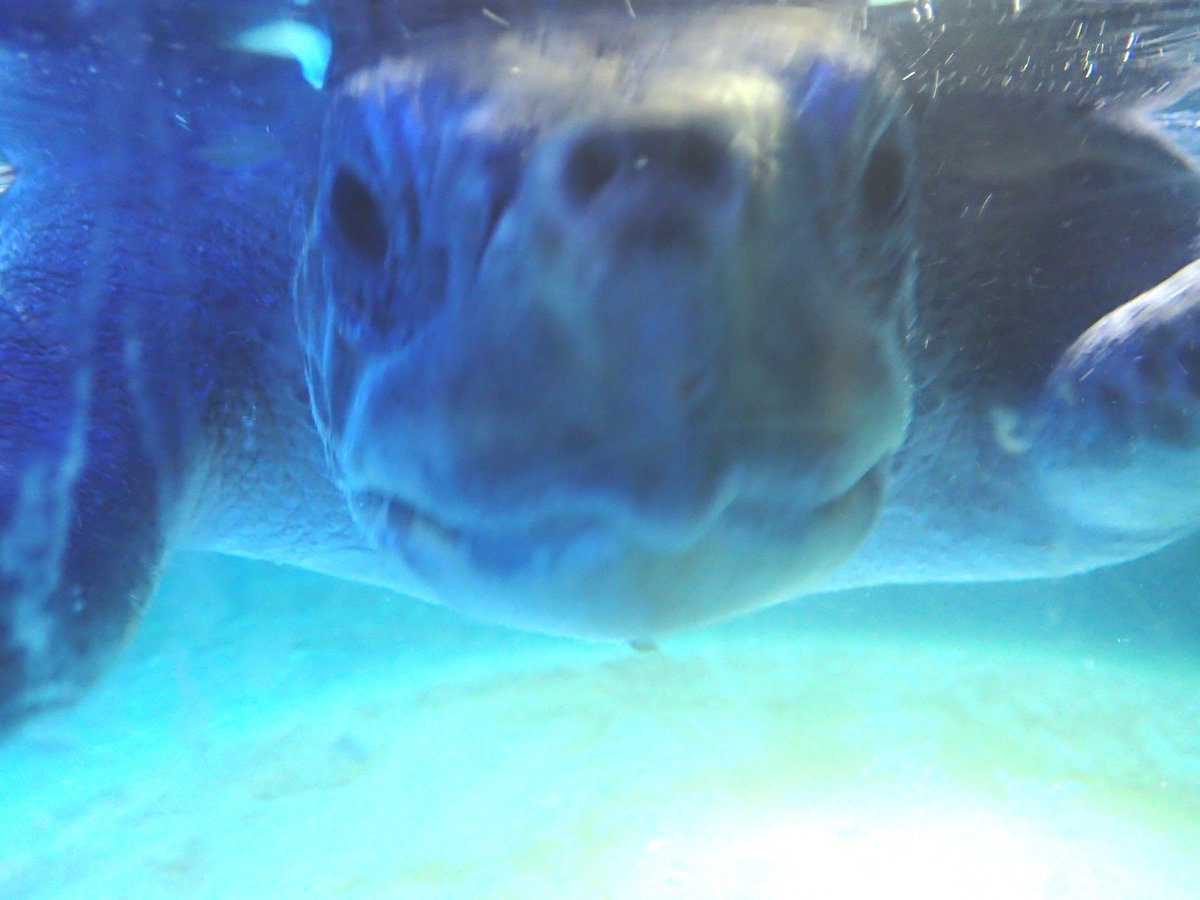 angleseyseazoo's tweet photo. #MenaiTheTurtle's crowdfunder is now finished - we raised £2,127 online for her rehabilitation! Huge thanks to everyone for the support! https://t.co/JPAs8FsjmP