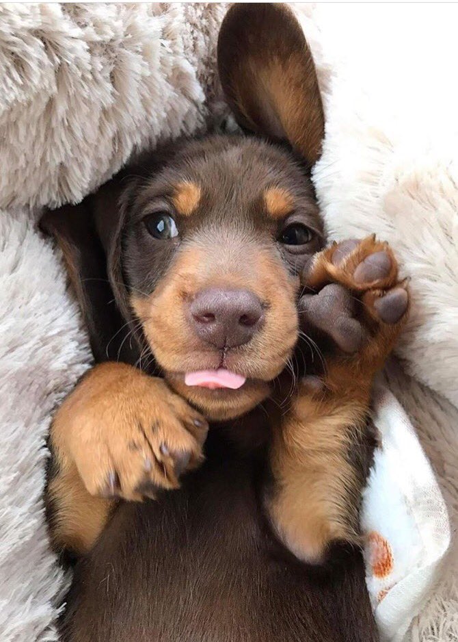 when bae asks if she's been gettin' a little thick lately 😏😏😏 >>> #dogsof30a