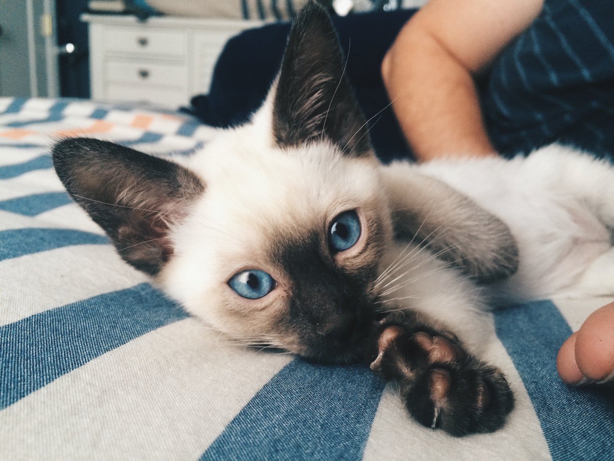 KohaPet's tweet photo. That face is purrrrrrrrrfect 😻
KOHA is now available online: https://t.co/x9ZBMGScKp
#kohapetfood #cleanformulas #catfood #catlovers https://t.co/d1qcSvtzcD