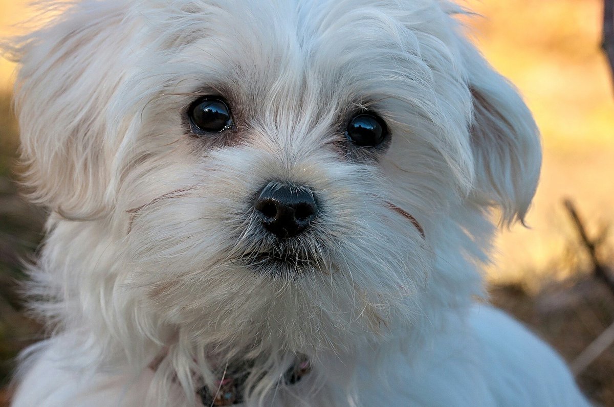 UKUSCAdoggie's tweet photo. Any fans out there?
#Maltese #smallbreeddogs #myfavoritebreed https://t.co/m8j8Xjlcif