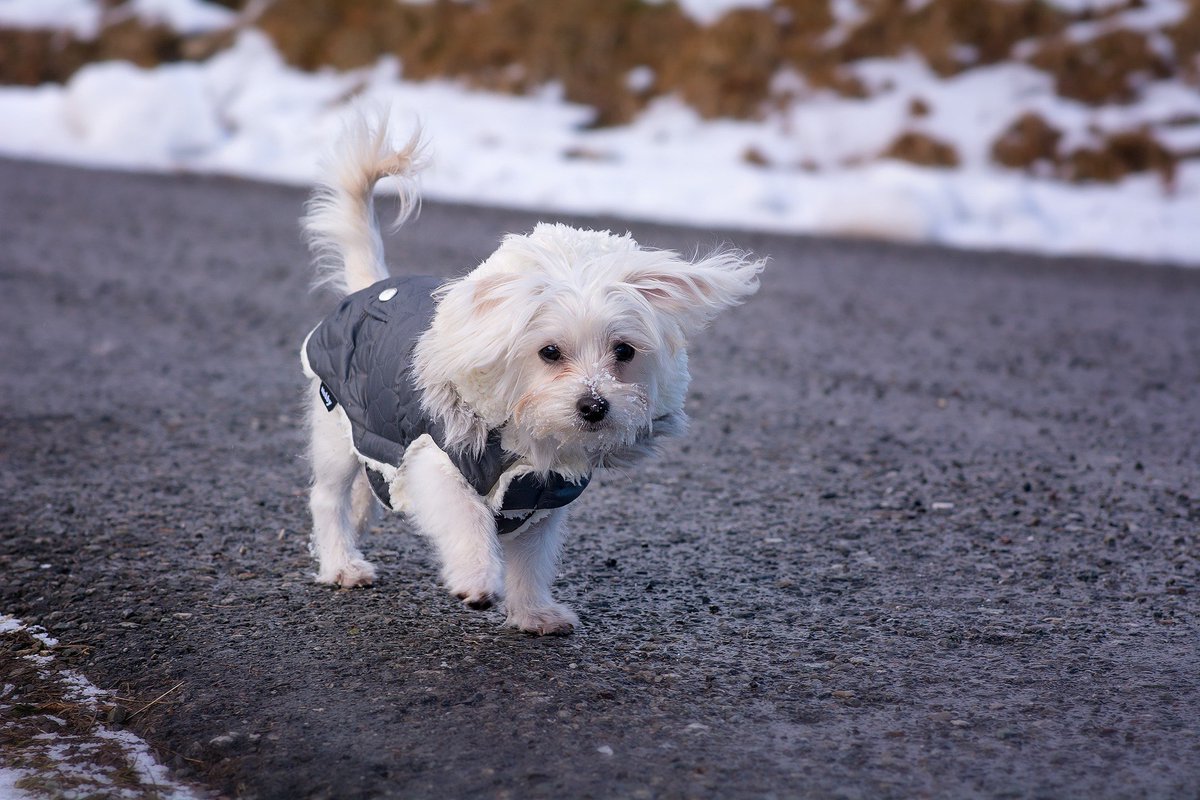 UKUSCAdoggie's tweet photo. Any fans out there?
#Maltese #smallbreeddogs #myfavoritebreed https://t.co/m8j8Xjlcif