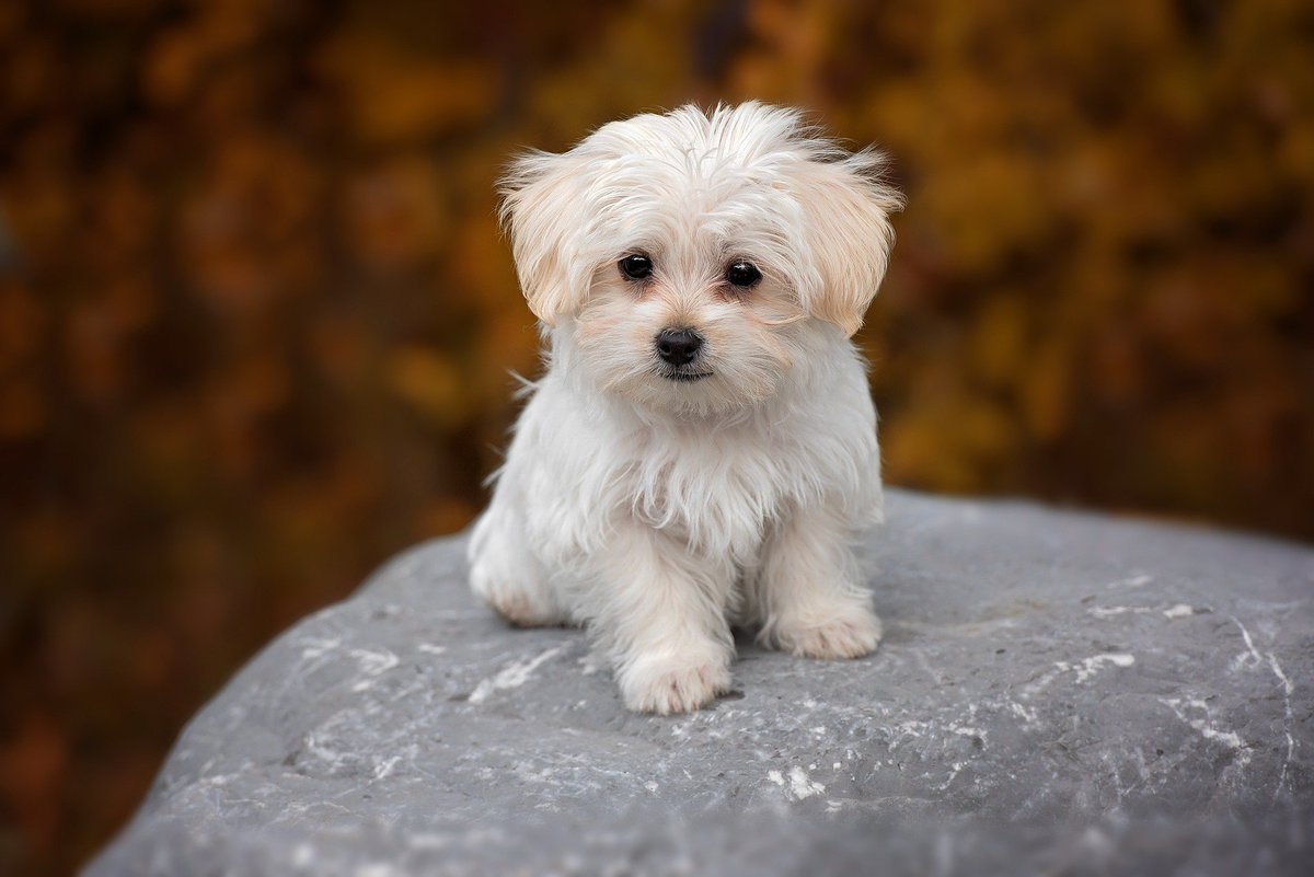 UKUSCAdoggie's tweet photo. Any fans out there?
#Maltese #smallbreeddogs #myfavoritebreed https://t.co/m8j8Xjlcif