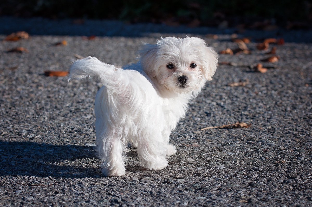 UKUSCAdoggie's tweet photo. Any fans out there?
#Maltese #smallbreeddogs #myfavoritebreed https://t.co/m8j8Xjlcif