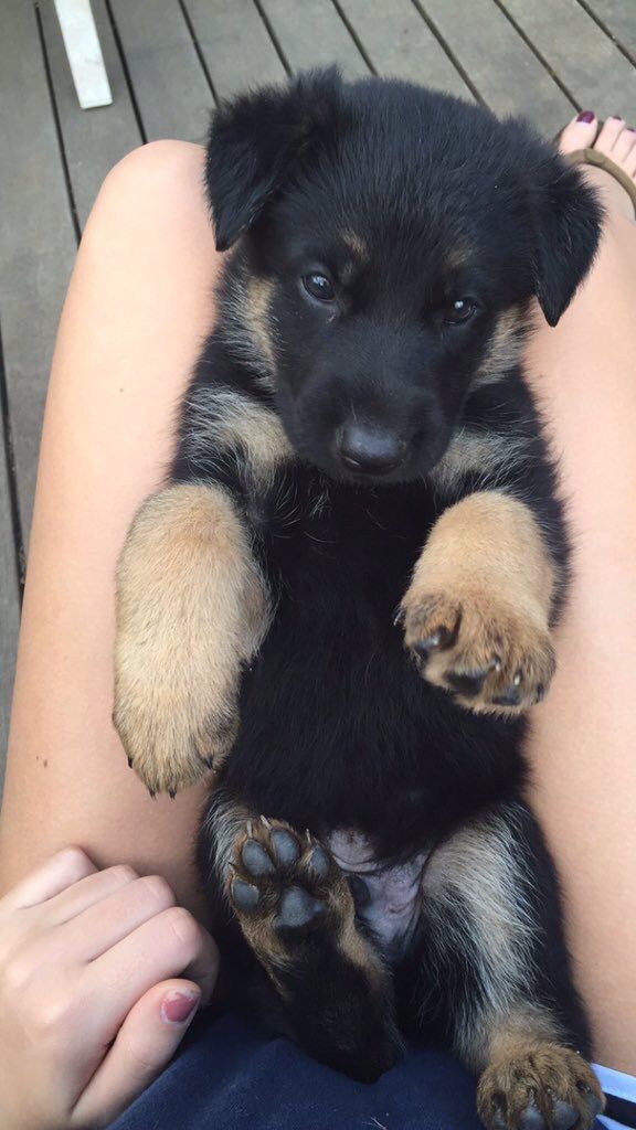 German Shepherds tweet media