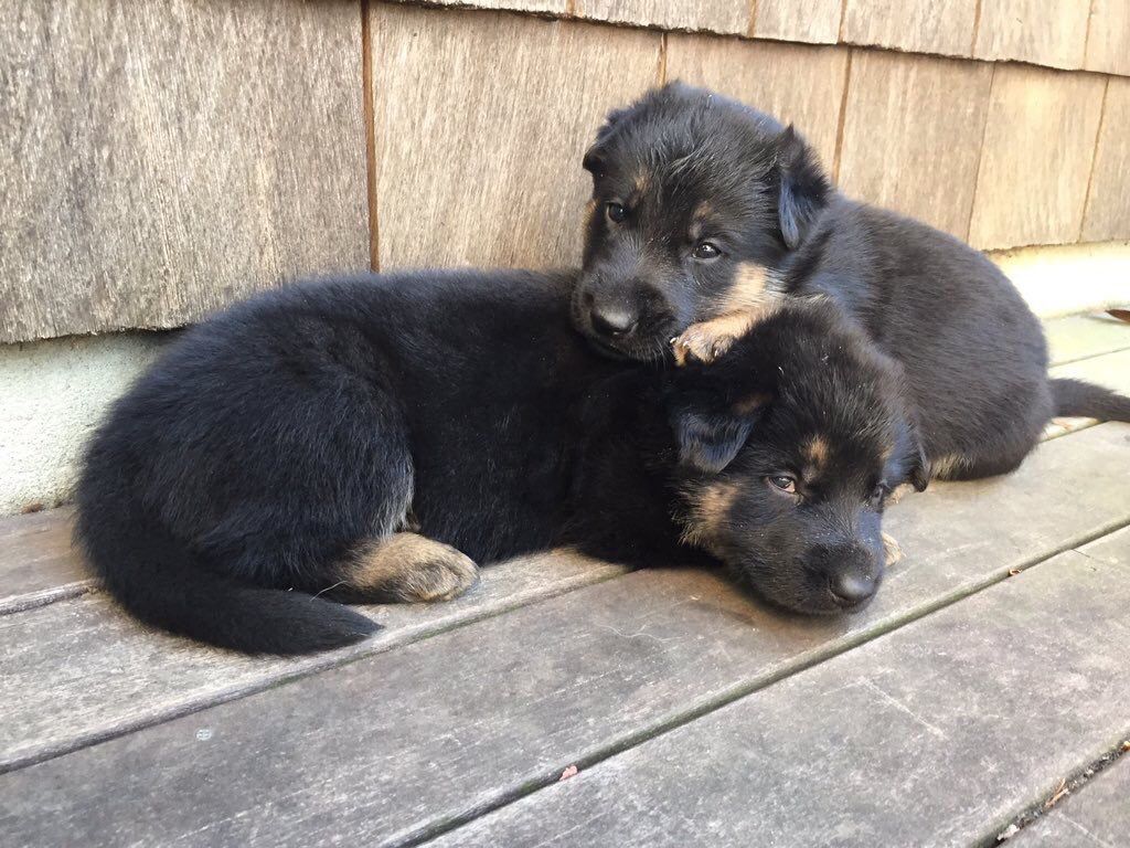 German Shepherds tweet media