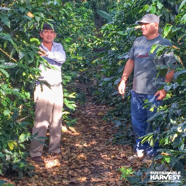 SHDavidG's tweet photo. #OriginUpdate: Peru coffee regions safe amid record rainfall @sustharv #CoffeeNews #SpecialtyCoffee https://t.co/BPUCtJ5Vcq https://t.co/8MMb53D7WR