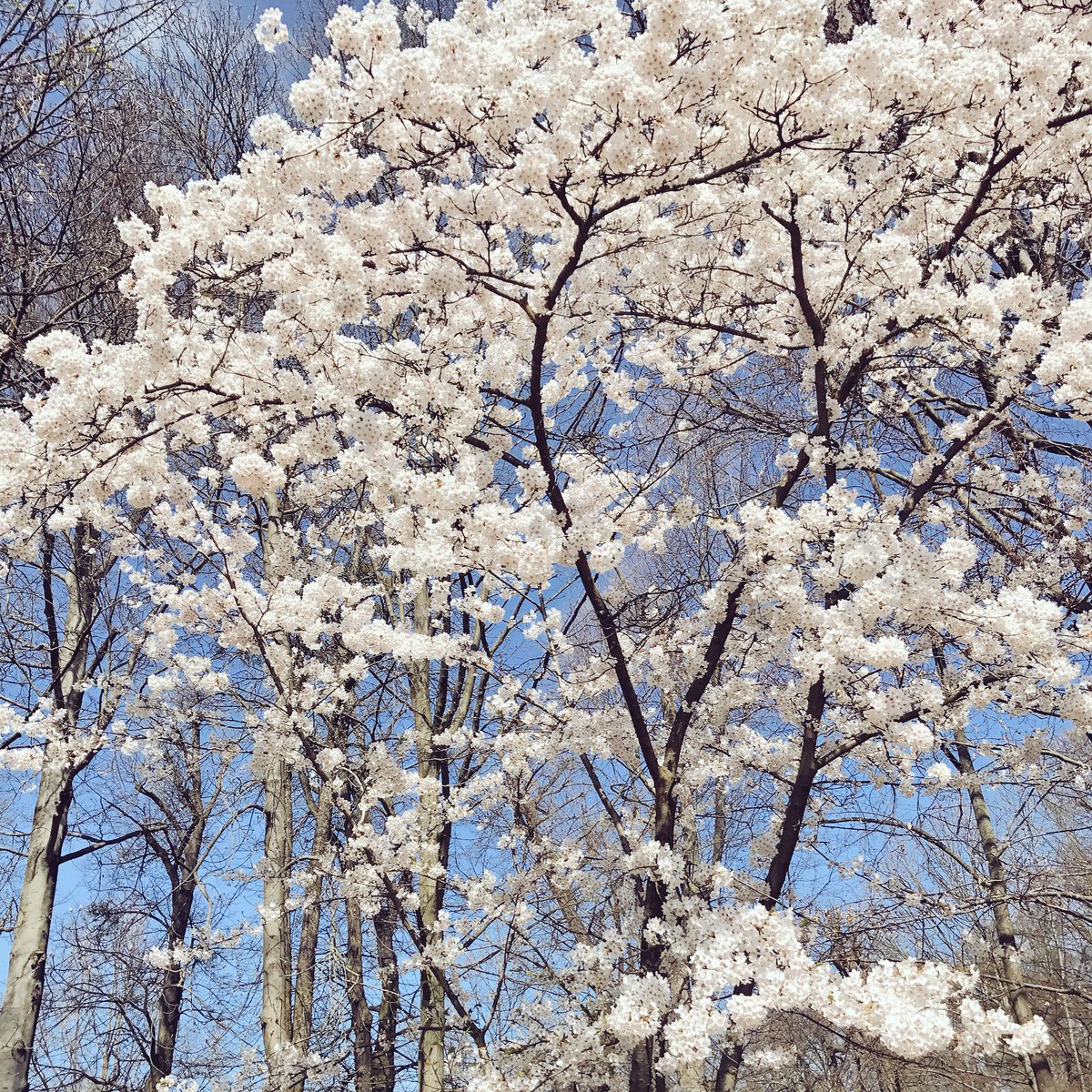 SunSue's tweet photo. Hier würde ich auch Teilzeit studieren #StuDiT ... um die Natur zu genießen 😂 #ehLudwigsburg #Frühling #StudyVisits2 https://t.co/3BMpPWu8Sp