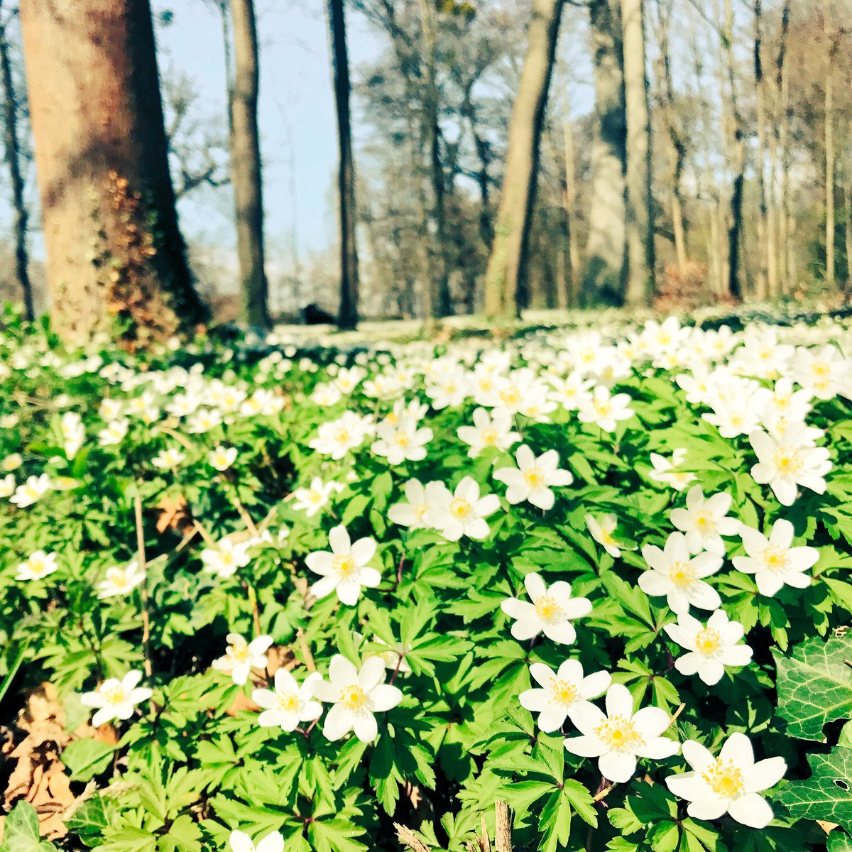 SunSue's tweet photo. Hier würde ich auch Teilzeit studieren #StuDiT ... um die Natur zu genießen 😂 #ehLudwigsburg #Frühling #StudyVisits2 https://t.co/3BMpPWu8Sp