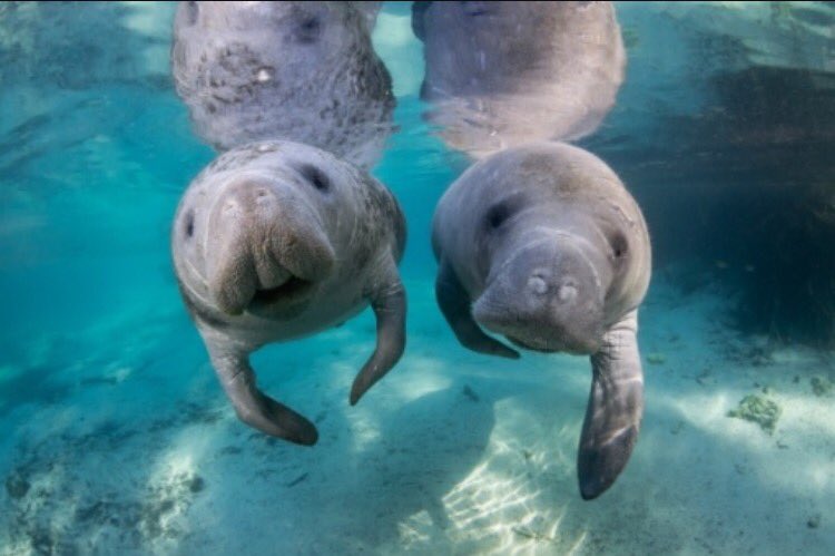 TPMAmes's tweet image. Happy #ManateeAppreciationDay