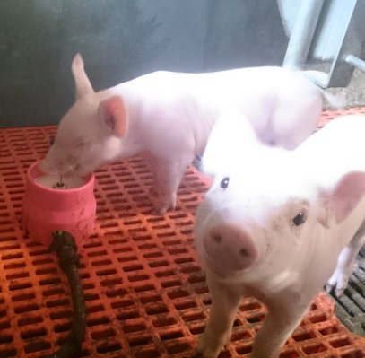 AHDB_Pork's tweet photo. #EUPIG submission. Feeding supplementary milk to piglets for significant improvements in growth, FCR and variability of slaughter weight. https://t.co/n4wDZqGFLu