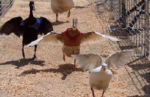 Duck Race or Pig Race? 
Caption these pictures and tag a friend for a giggle or two!