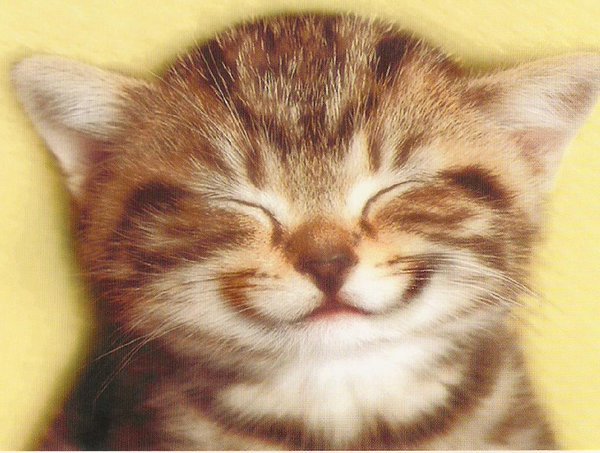 wareFLO's tweet image. .@Formstack @iamandrewclark (me, talking to myself 😀)
Don't be sad it's over... 🐶
Be happy it happened! 😺
#FormstackWorkflow