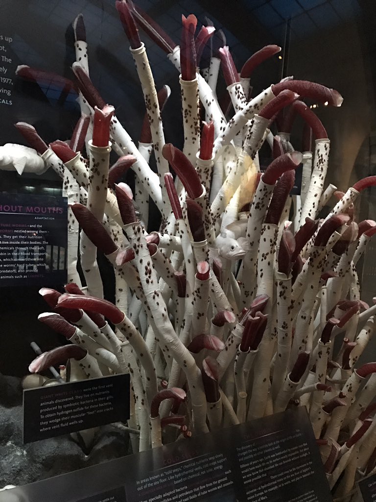 Audrey Tan 🐋 on X: Giant tube worms in a diorama of underwater