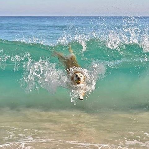 ImpactoDeporUS's tweet photo. Los #perros también #surfean / #Dogs #surf too
📷: @sportysal : @surfer_world_
#bodysurf #surfer #dog #waves #ocean #ImpactoDeportivoUS https://t.co/lcdZKLA3i3