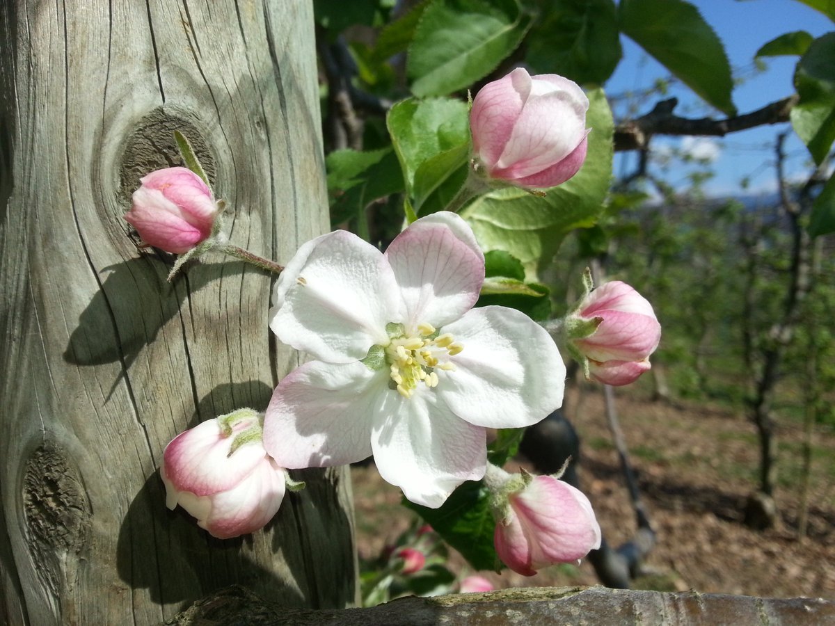 Uwe Gradwohl tweet media
