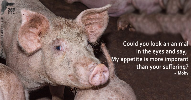 269lifeGreece's tweet photo. #GoVegan #AnimalRights https://t.co/dB62pTM06G