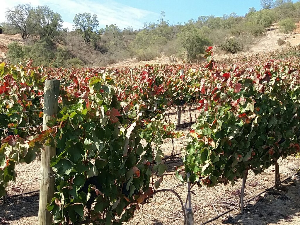 marcelogarciade's tweet photo. Tempranillo Casablanca , se cosecha mañana https://t.co/2JzjC1XlS7