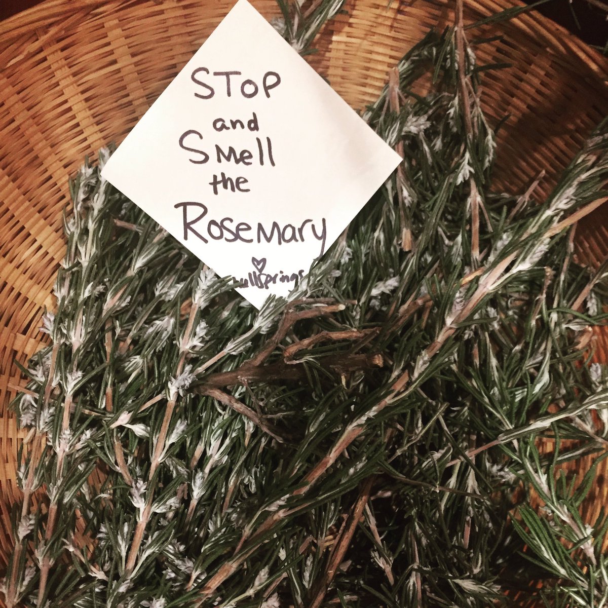MaryFBemis's tweet photo. #fragrant reminder found at #JacksonWellsprings #herbs #rosemary #scent #spa #wellbeing #seventimelesstruthsofspa https://t.co/WhDGUbP8Vw