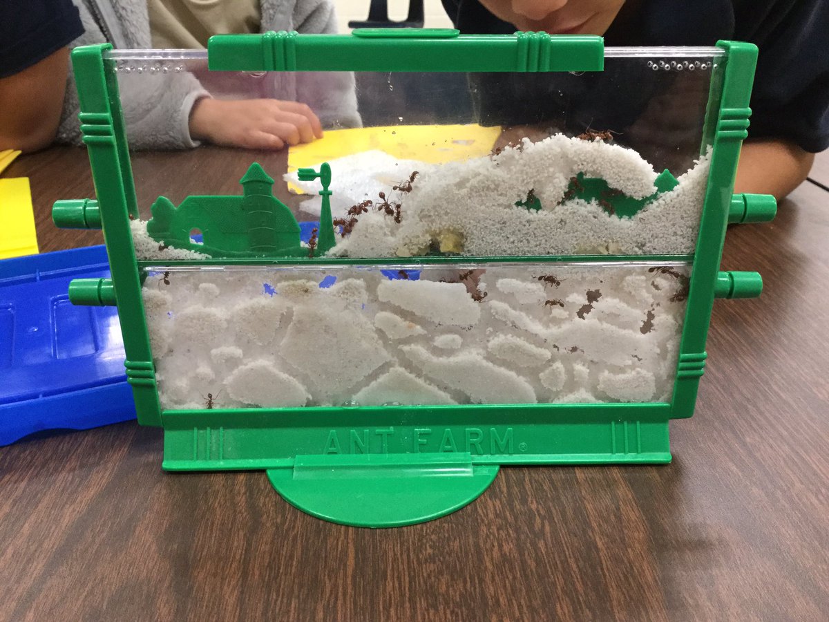MrsAbingColeGT's tweet photo. Observing animals that build tunnels @NISDEsparza @NISDGTAA #gtstructures https://t.co/fLkz5XfvAv