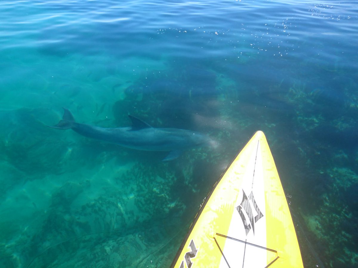 A stand up.paddler from Port Elizabeth shared these mooi pics today (📸frans )  #aloha
#dolphins #lifeinPE #Sup #NelsonMandelaBay