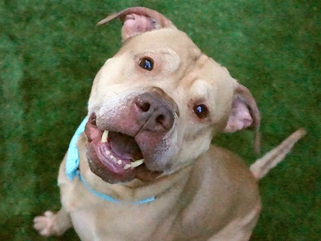 SupportPets's tweet photo. Look @this innocent Smile of Hope!@UrgentPart2 Let's #RTForFree to find True Home fir this Furry Friend!Let's do it NOW!Let's get adopted! https://t.co/lllqtw0n8K