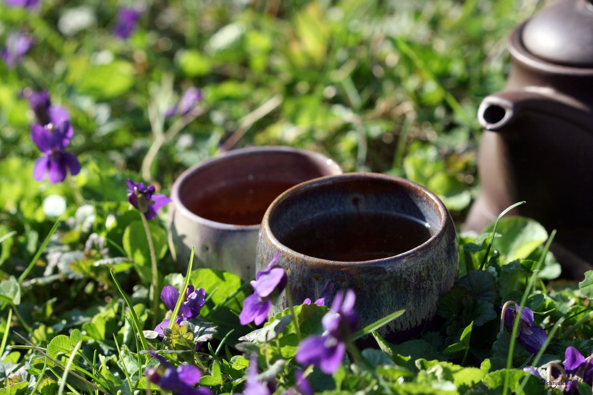 TeaChronicles_'s tweet image. Today's pu'er garden tea time #tea #Chinesetea #teatime #tealover #garden #viola