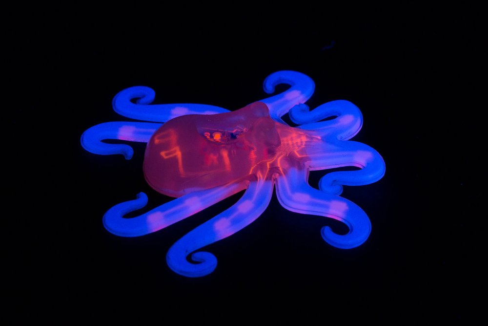 octobot harvard