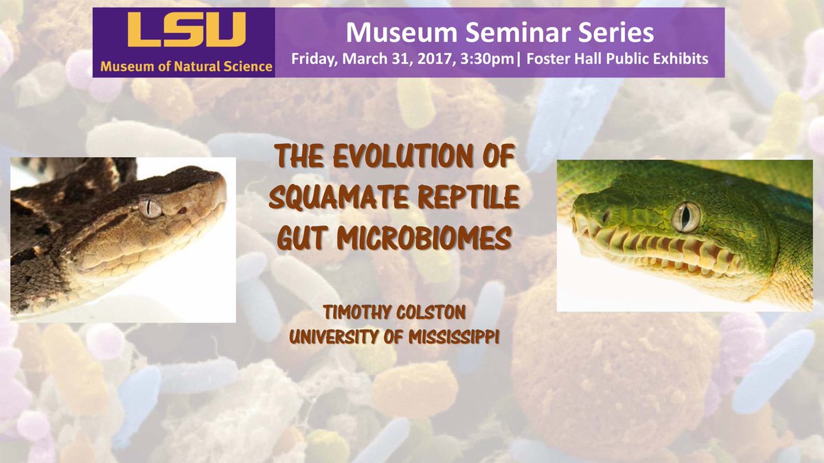 lsuscience's tweet photo. Don't miss this Friday's seminar @LSU_MNS! Timothy Colston @OleMissRebels will talk about the evolution of 🐍 gut microbiomes @ 3:30pm! https://t.co/nYJq6bJXOV