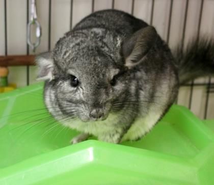 GuelphHumane's tweet photo. Sarah the Chinchilla here! I'm one of the coolest pets that you will see! I may be a lot of work, but I'm worth the effort! #adopt https://t.co/v6tmnUDpoi