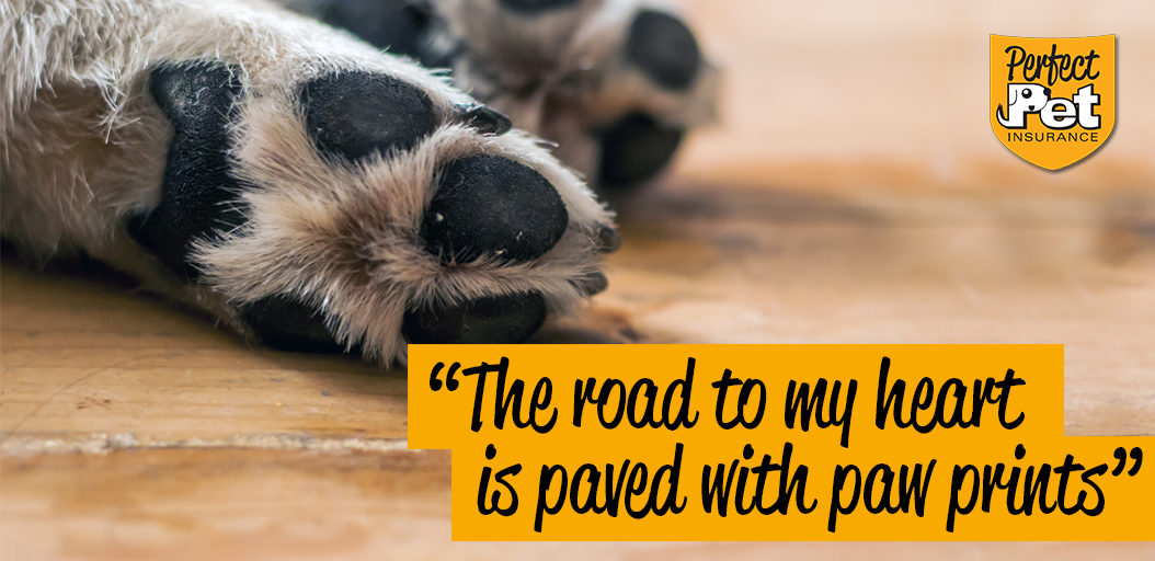 The road to my heart is paved with paw prints 🐾 #WednesdayWisdom #DogsOfTwitter
