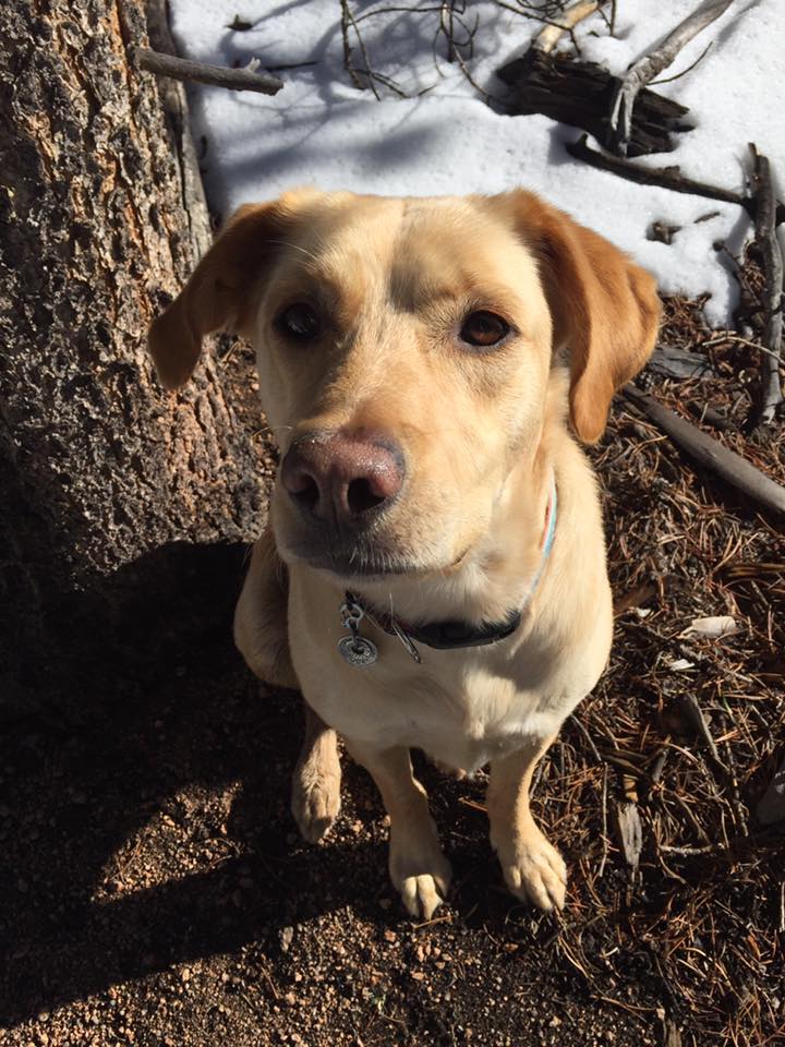 MyMountainTown's tweet image. Missing yellow female lab named Chuck from Aspen Park/Conifer area. REWARD! mymountaintown.com/forum/8-pet-pa… #LostPets @FurryBellies @FEDPBarkBack
