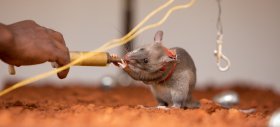 herorats's tweet photo. 21,599,612 square meters of land has been released back to local communities because of #landmine deactivation! #globalimpact #rattingitout https://t.co/ppkFMILuio