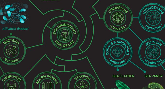 AmSciMag's tweet image. There are seven known types of protein structures involved in producing bioluminescence americanscientist.org/issues/pub/201…